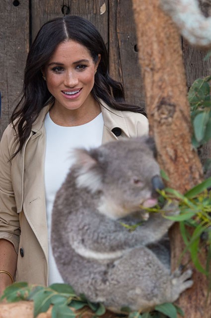 Принц Гарри и Меган Маркл познакомились со своими тезками коалами в зоопарке Сиднея 