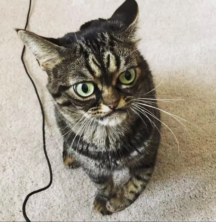 Подвинься, Grumpy Cat: когтистая «злая киця» стала звездой Instagram