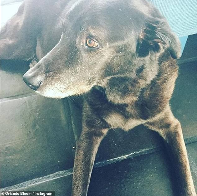 Неожиданно: Орландо Блум хранит дома скелет своей любимой собаки
