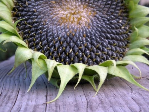 Що зміниться в організмі, якщо часто їсти насіння соняшника