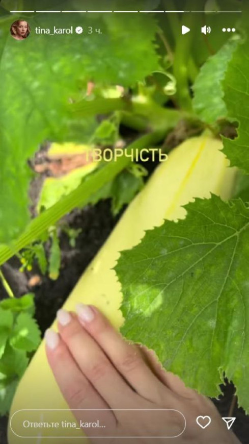  Господинька Тіна Кароль похизувалася чималим врожаєм кабачків з власного городу 